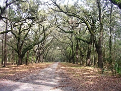 03-23 01 Wormslow Plantation Driveway